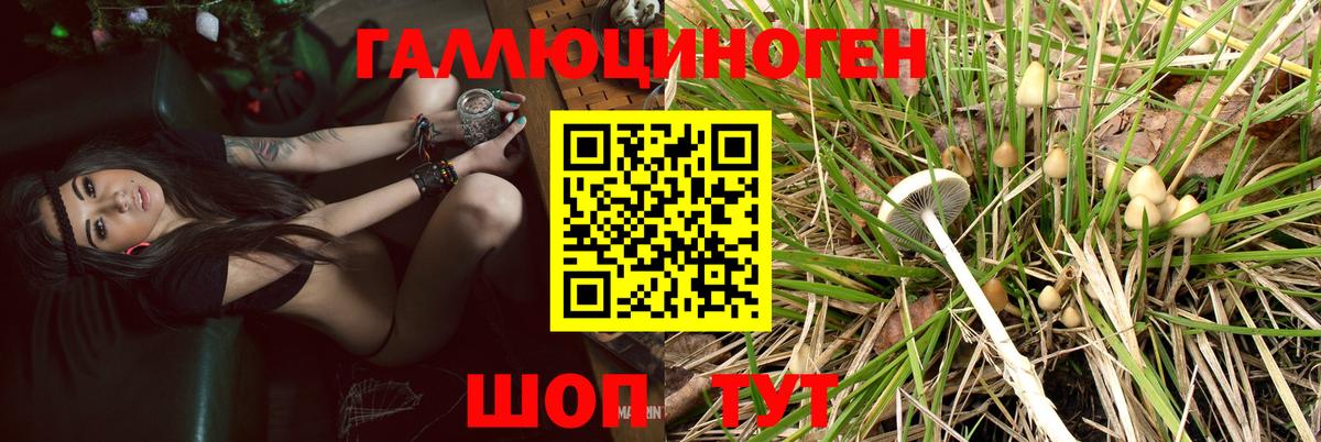 Псилоцибиновые грибы Psilocybe Обь